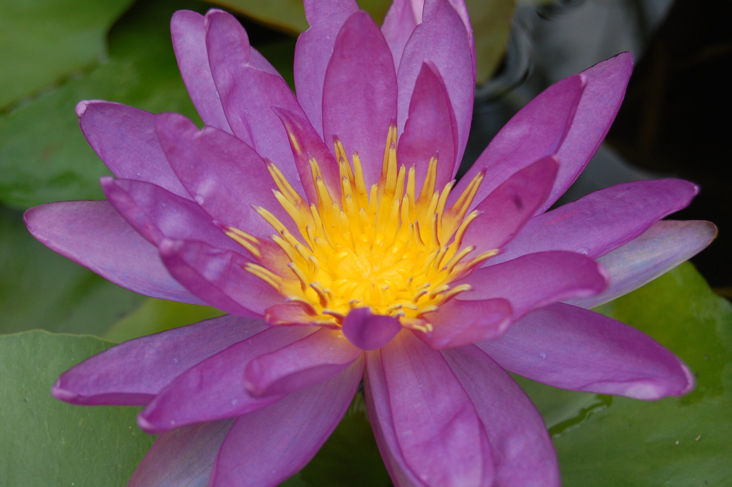 acheter nymphaea Violicious for sale buy on line (72)