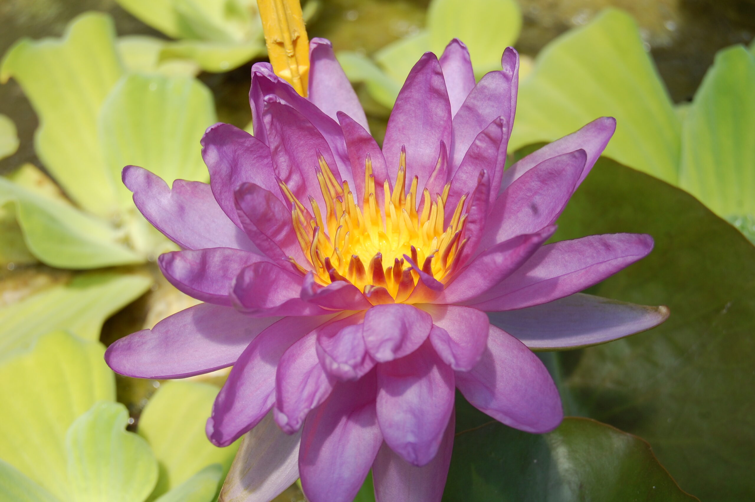 acheter nymphaea Violicious for sale buy on line (74)