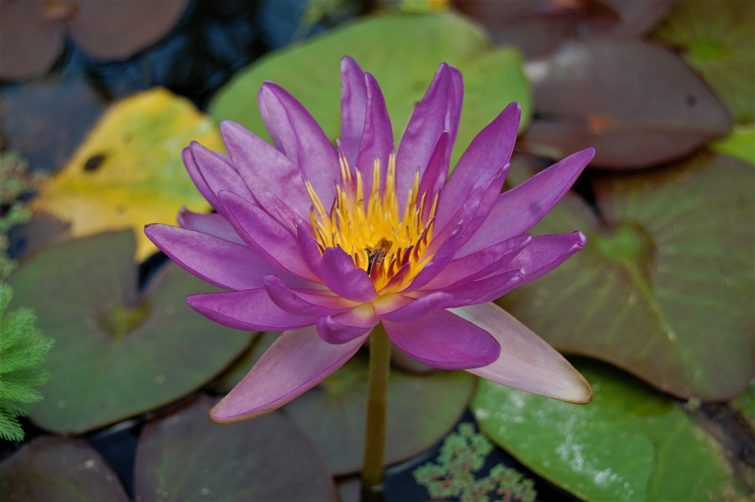 acheter nymphaea Violicious for sale buy on line (78)