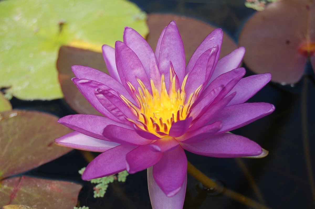 acheter nymphaea Violicious for sale buy on line (92)