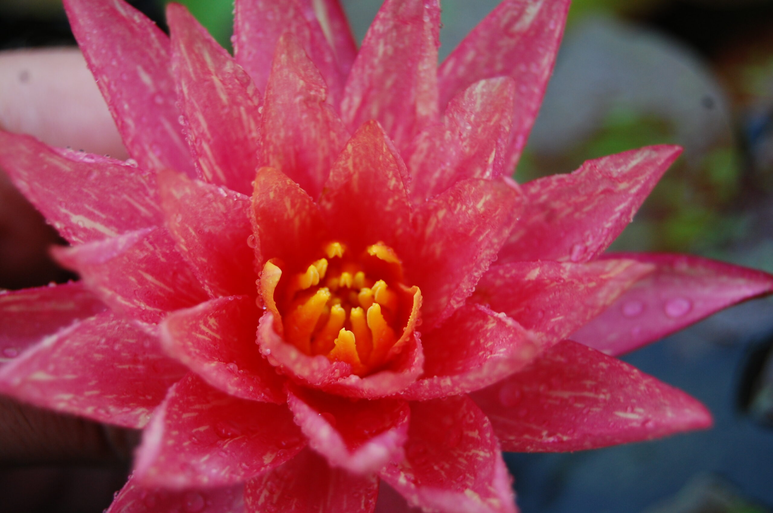 acheter nymphaea Wanvisa for sale buy on line (17)