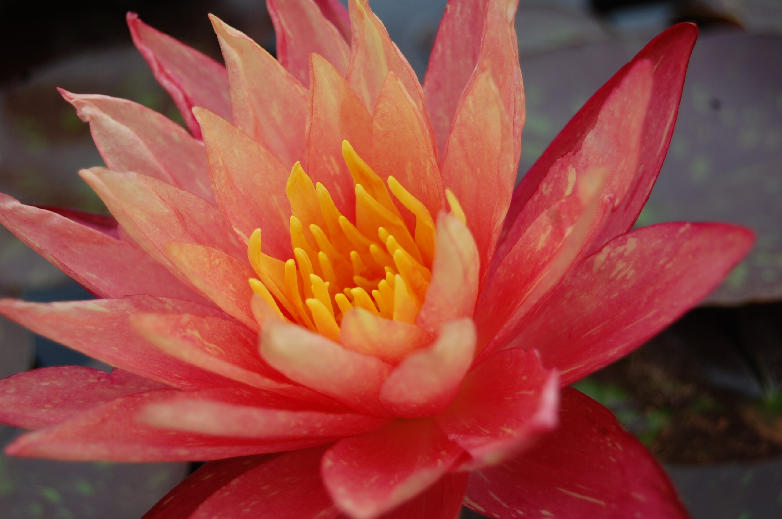 acheter nymphaea Wanvisa for sale buy on line (20)