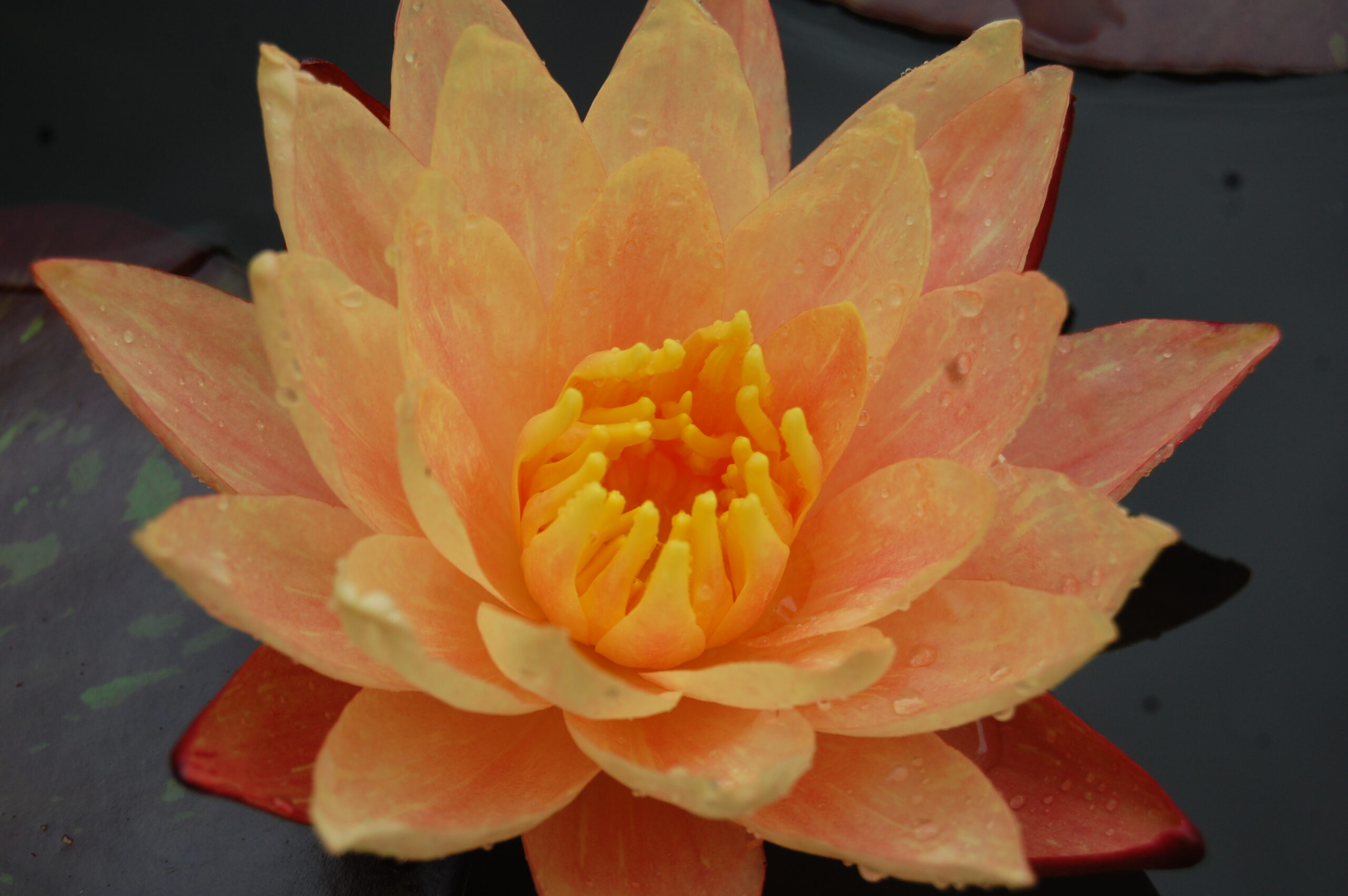 acheter nymphaea Wanvisa for sale buy on line (40)