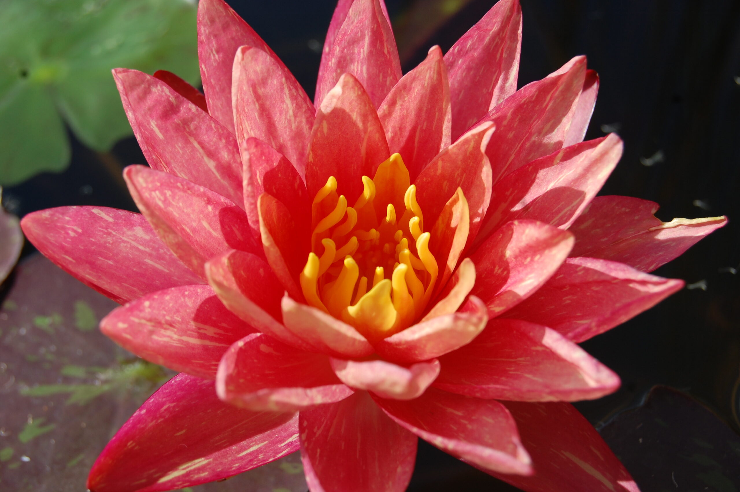 acheter nymphaea Wanvisa for sale buy on line (44)