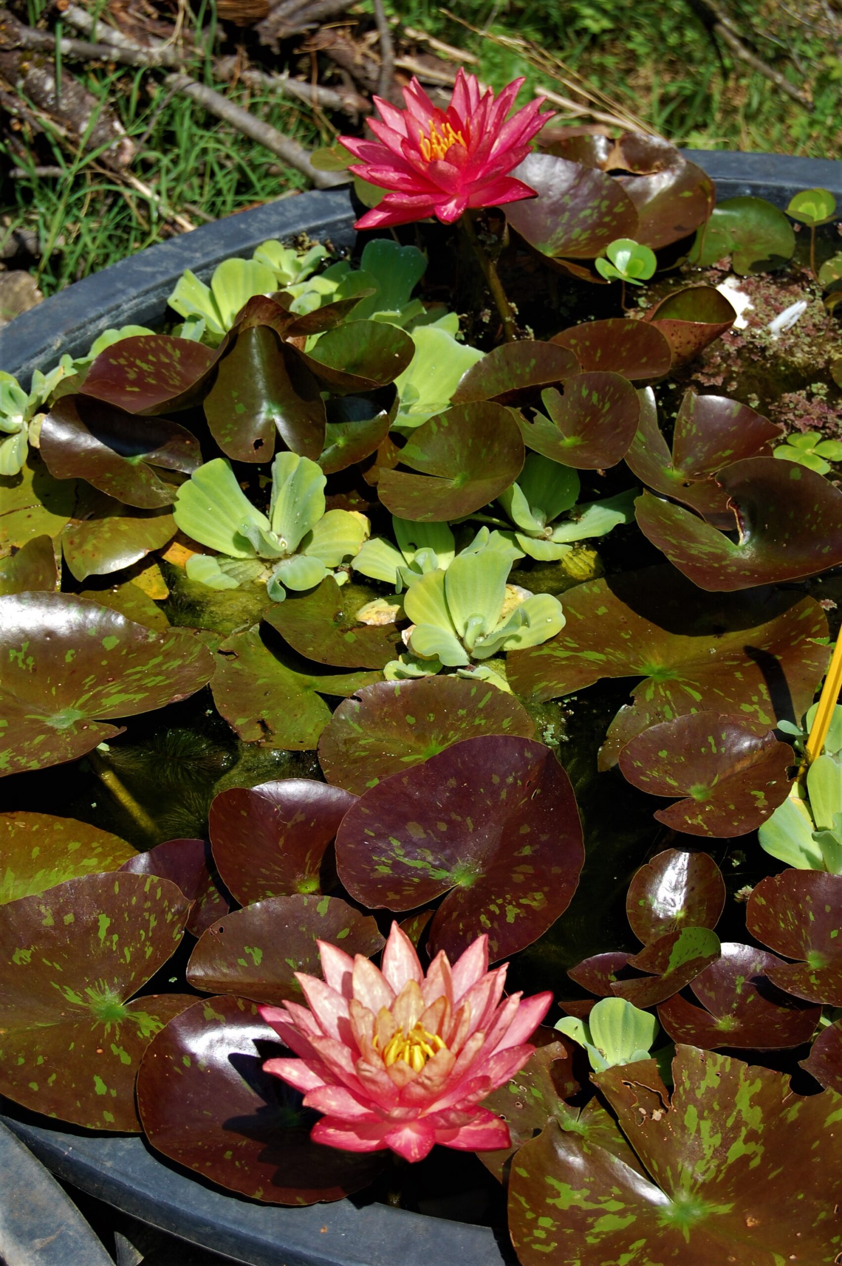 acheter nymphaea Wanvisa for sale buy on line (46)