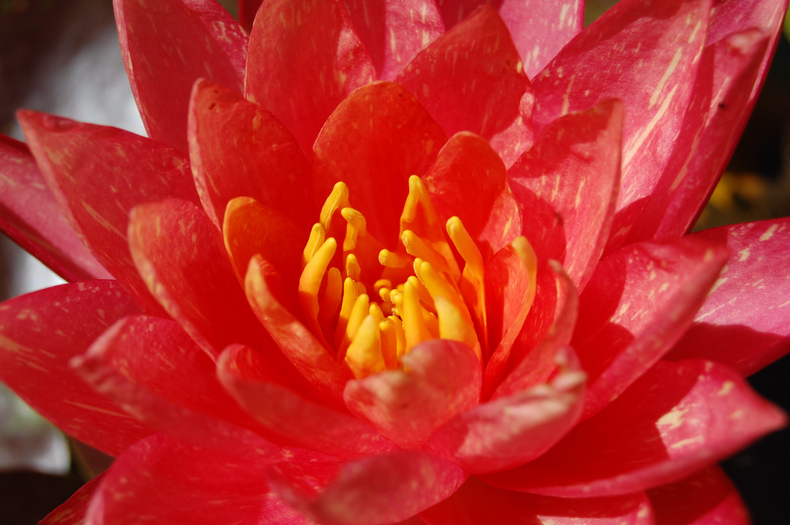 acheter nymphaea Wanvisa for sale buy on line (48)