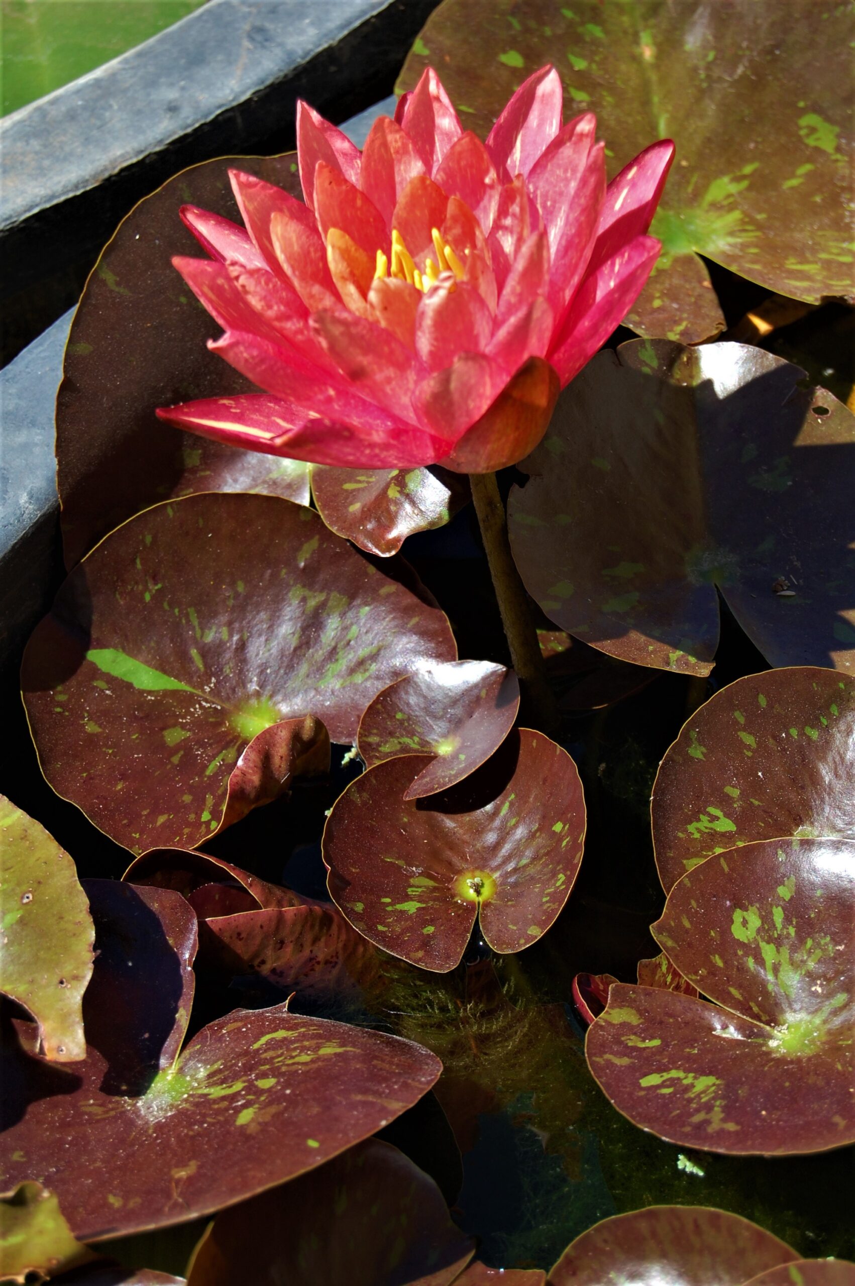 acheter nymphaea Wanvisa for sale buy on line (51)