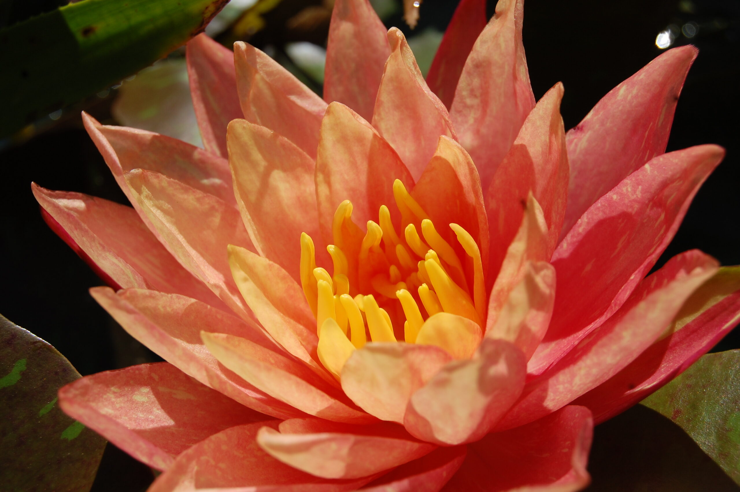 acheter nymphaea Wanvisa for sale buy on line (56)