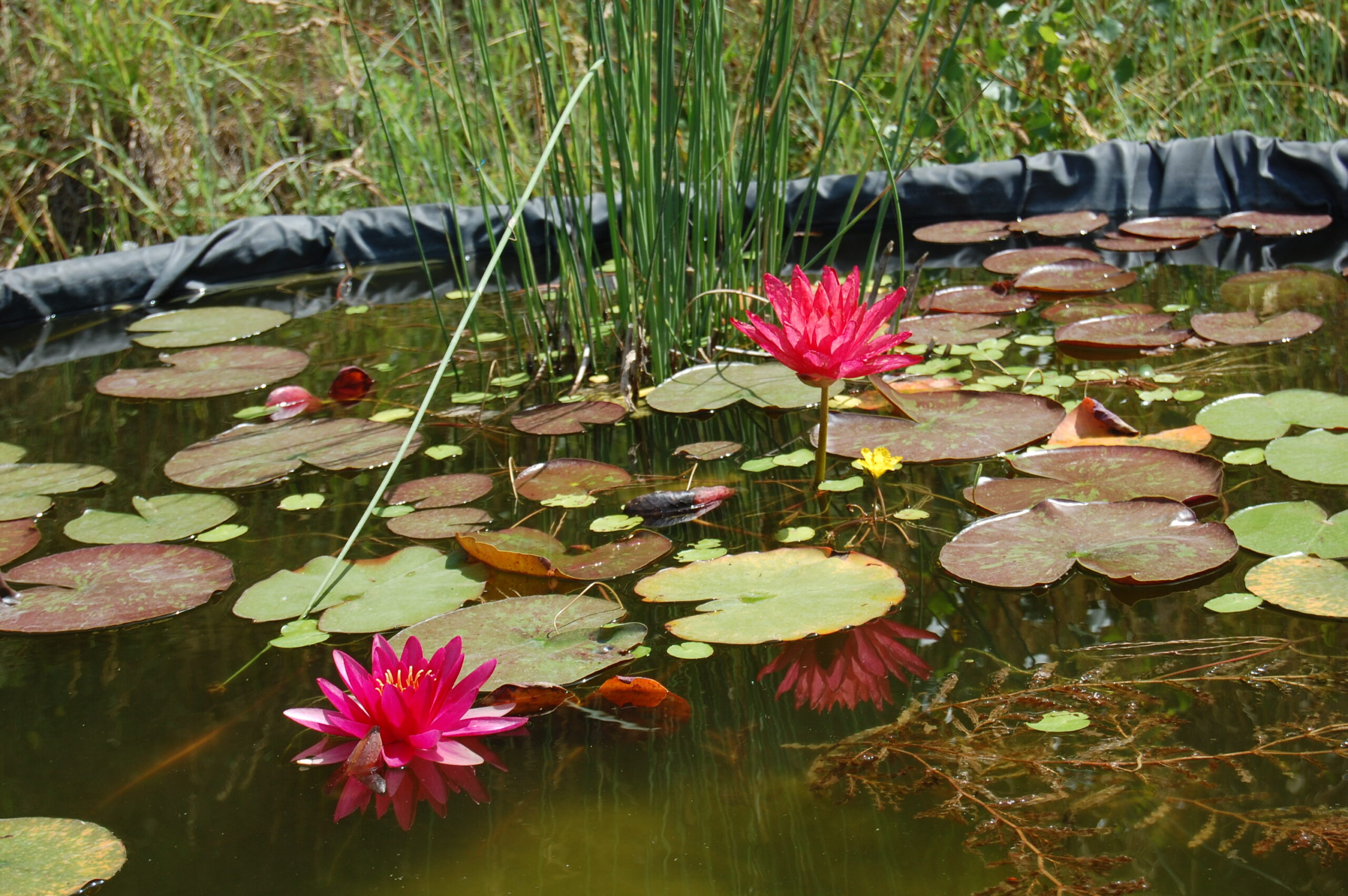 acheter nymphaea Wanvisa for sale buy on line (57)