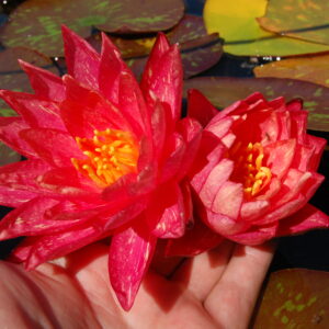 acheter nymphaea Wanvisa for sale buy on line (76)