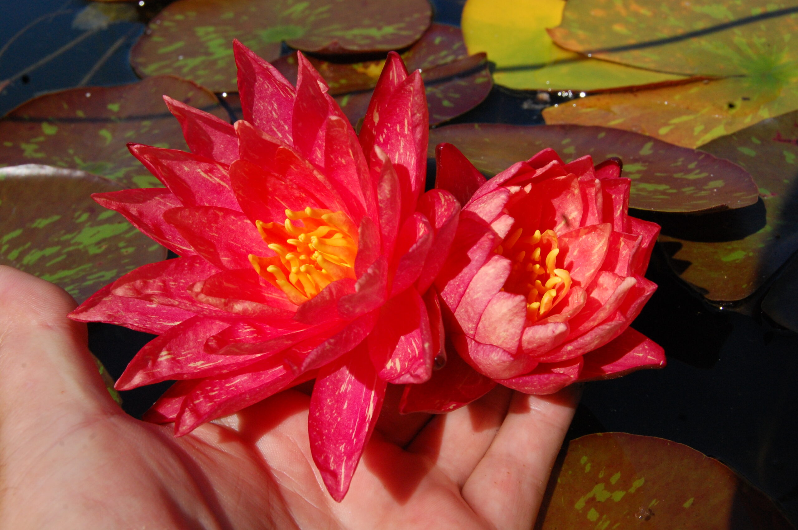 acheter nymphaea Wanvisa for sale buy on line (76)