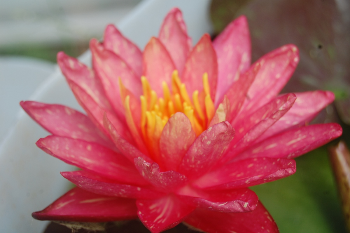 acheter nymphaea Wanvisa for sale buy on line (77)
