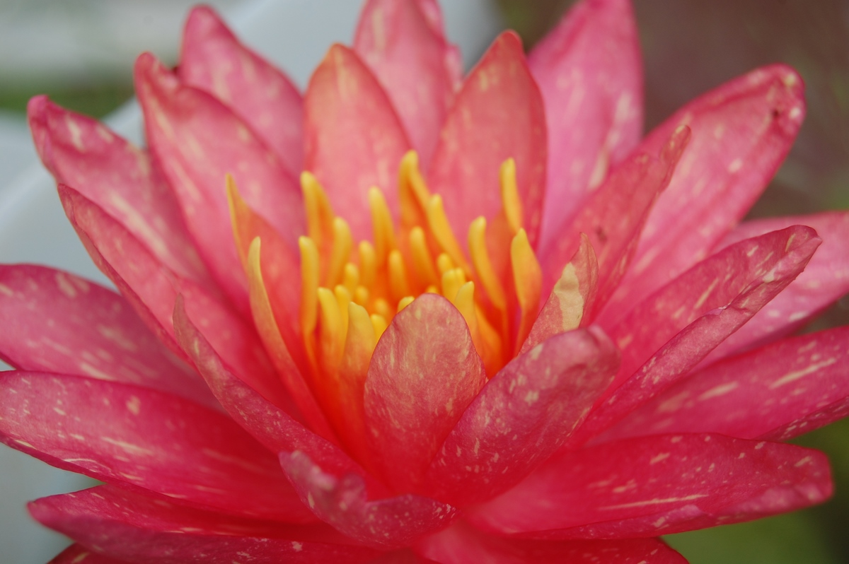 acheter nymphaea Wanvisa for sale buy on line (81)