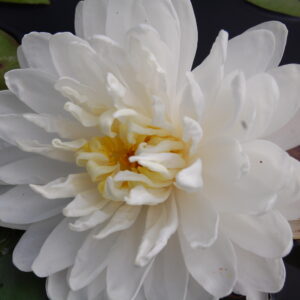 acheter nymphaea White Milles Pétales for sale buy on line (1)