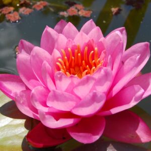 acheter nymphaea Zores for sale buy on line (4)
