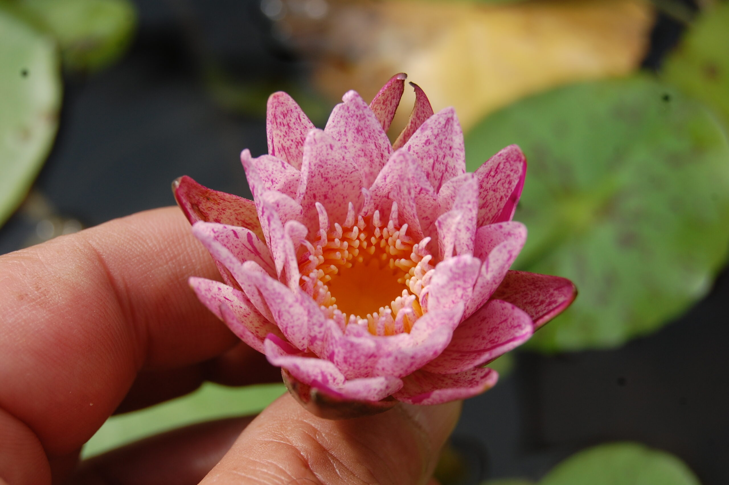 acheter nymphaea brachyceras nénuphar tropical Mathieu Désiré for sale buy on line (10)