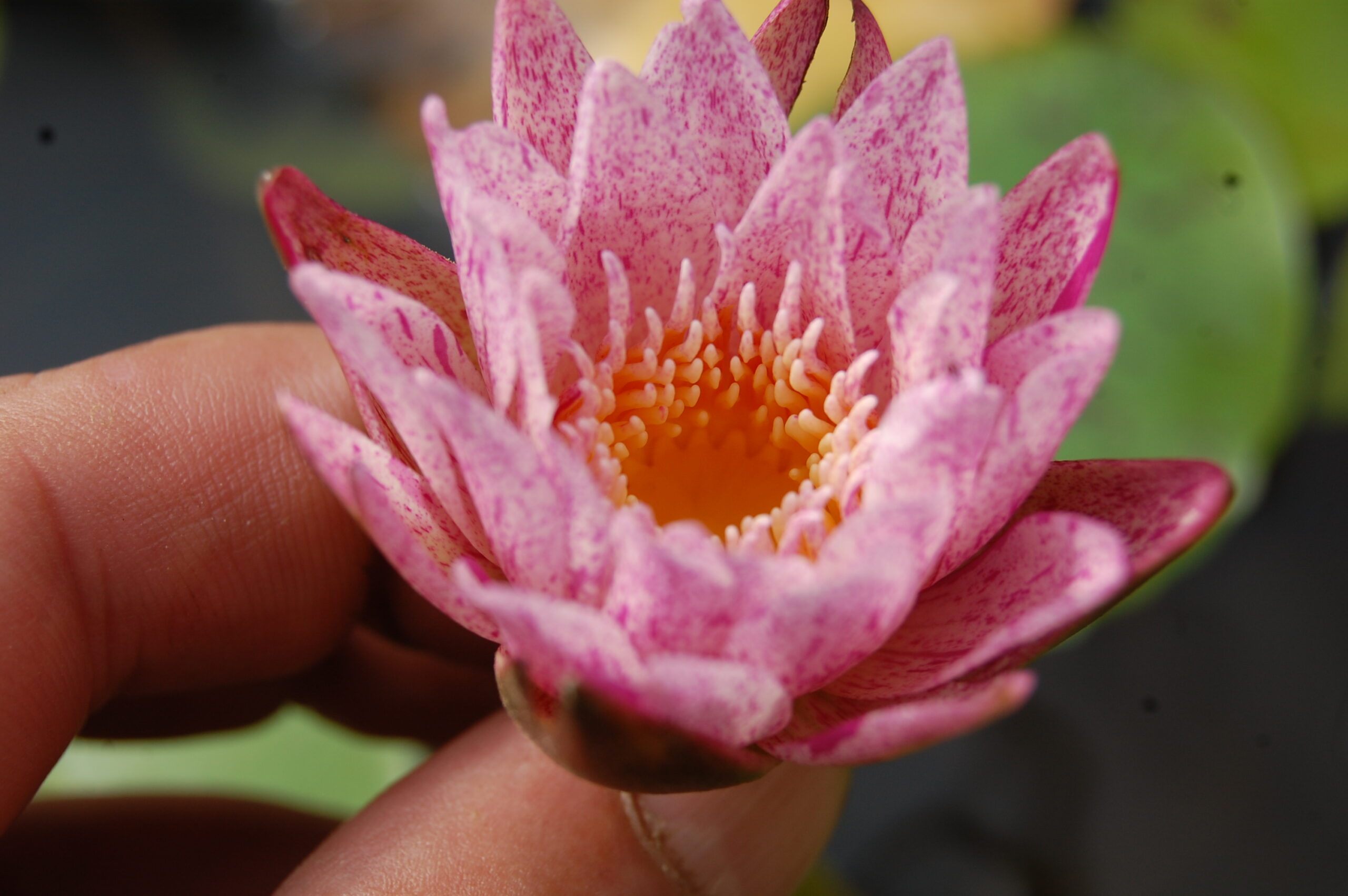 acheter nymphaea brachyceras nénuphar tropical Mathieu Désiré for sale buy on line (18)
