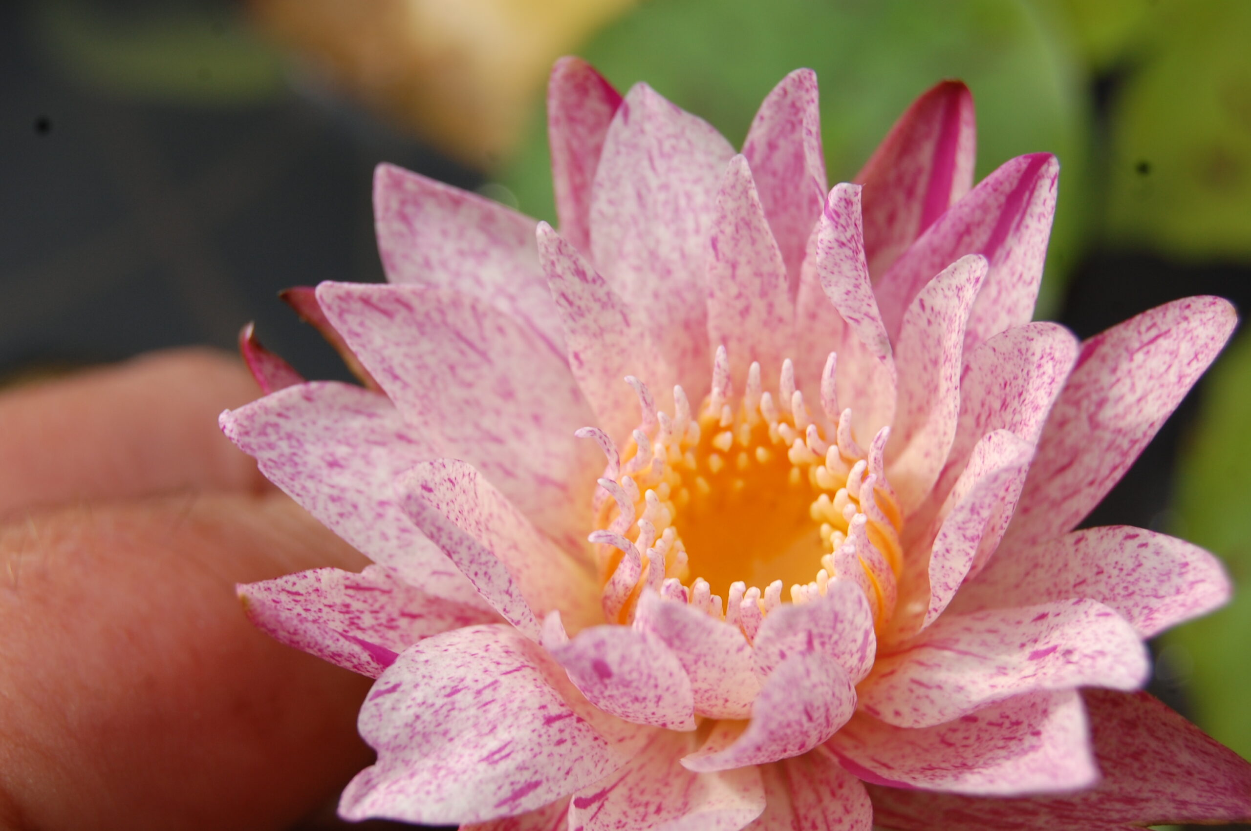 acheter nymphaea brachyceras nénuphar tropical Mathieu Désiré for sale buy on line (19)