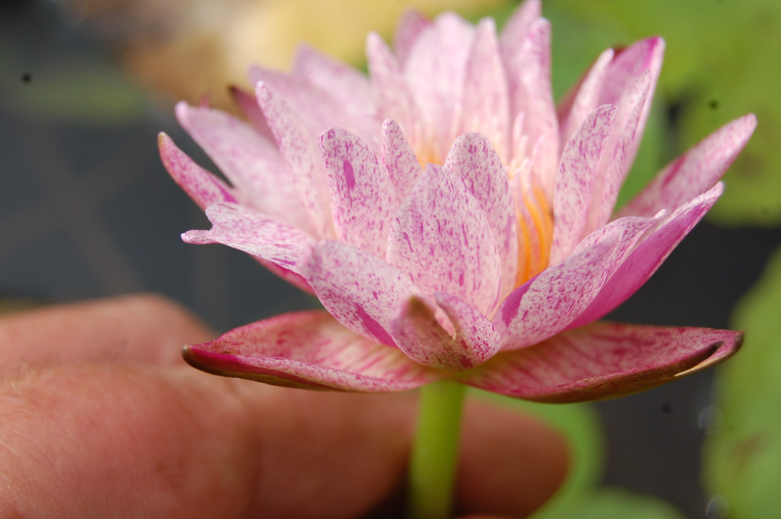 acheter nymphaea brachyceras nénuphar tropical Mathieu Désiré for sale buy on line (26)