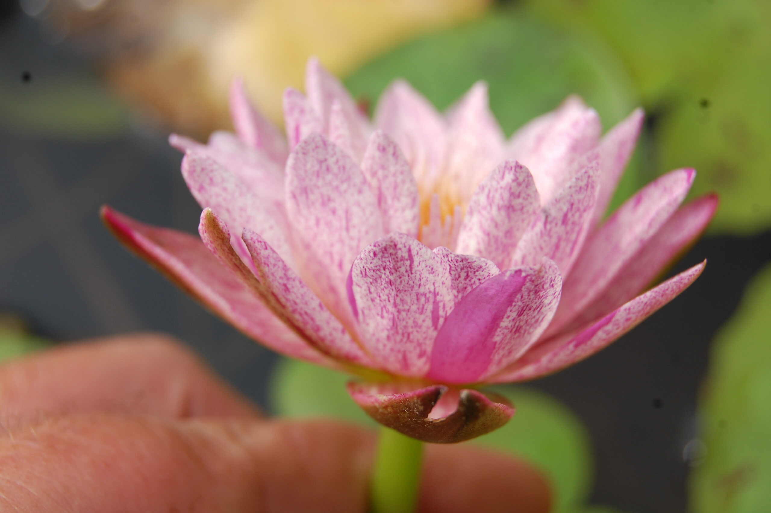 acheter nymphaea brachyceras nénuphar tropical Mathieu Désiré for sale buy on line (31)