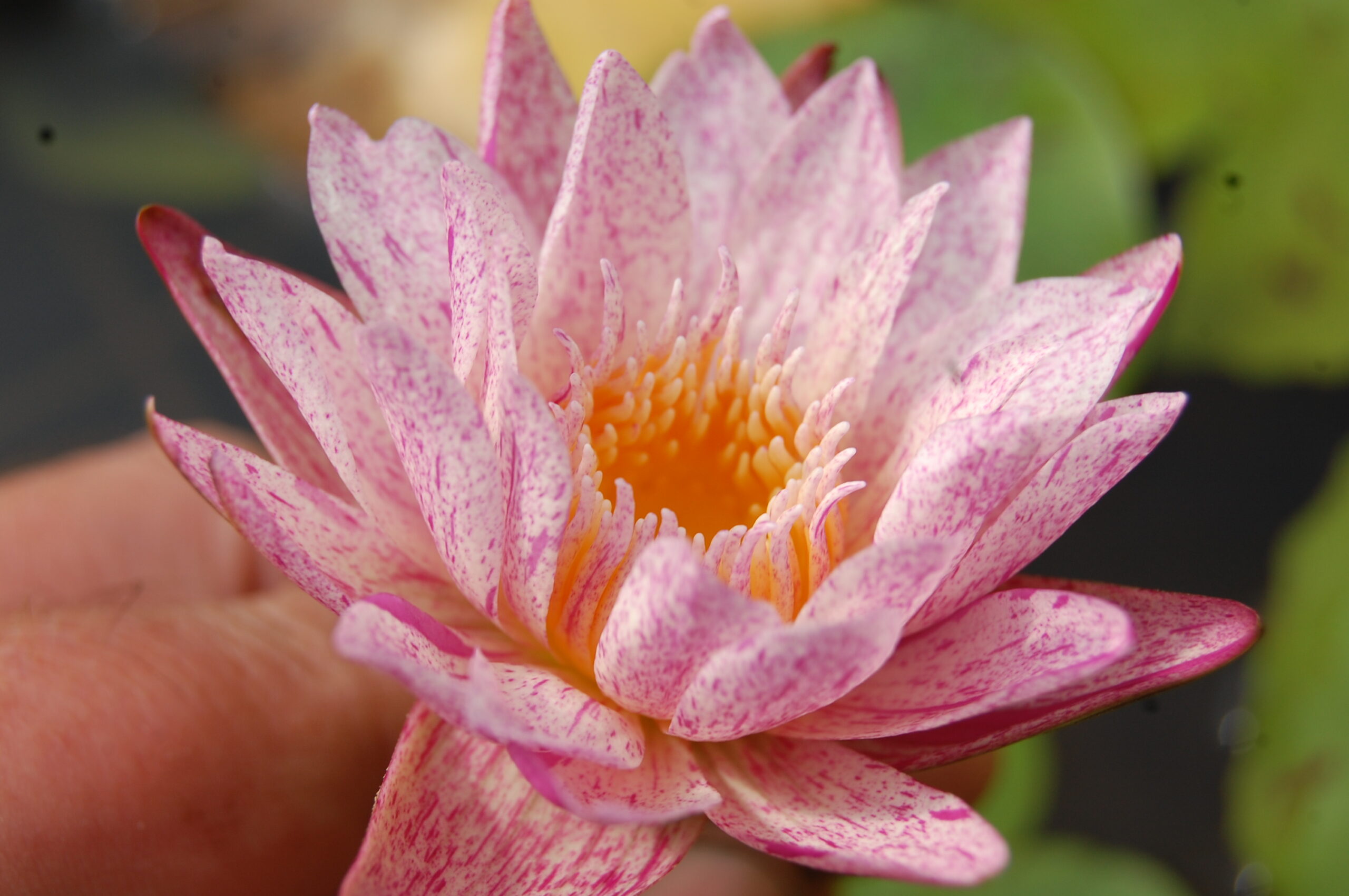 acheter nymphaea brachyceras nénuphar tropical Mathieu Désiré for sale buy on line (34)