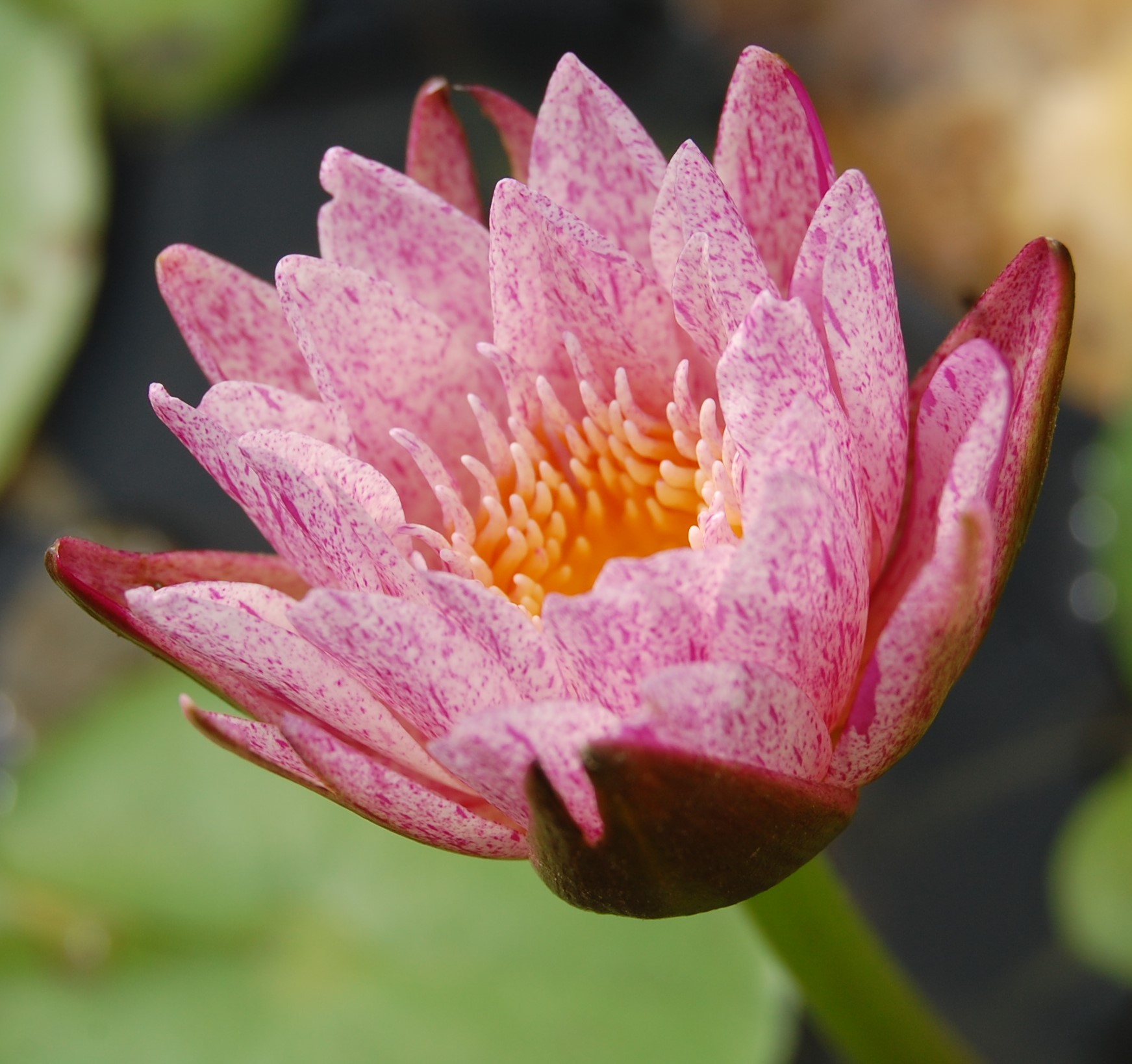 acheter nymphaea brachyceras nénuphar tropical Mathieu Désiré for sale buy on line (4)