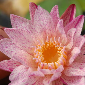 acheter nymphaea brachyceras nénuphar tropical Mathieu Désiré for sale buy on line (41)
