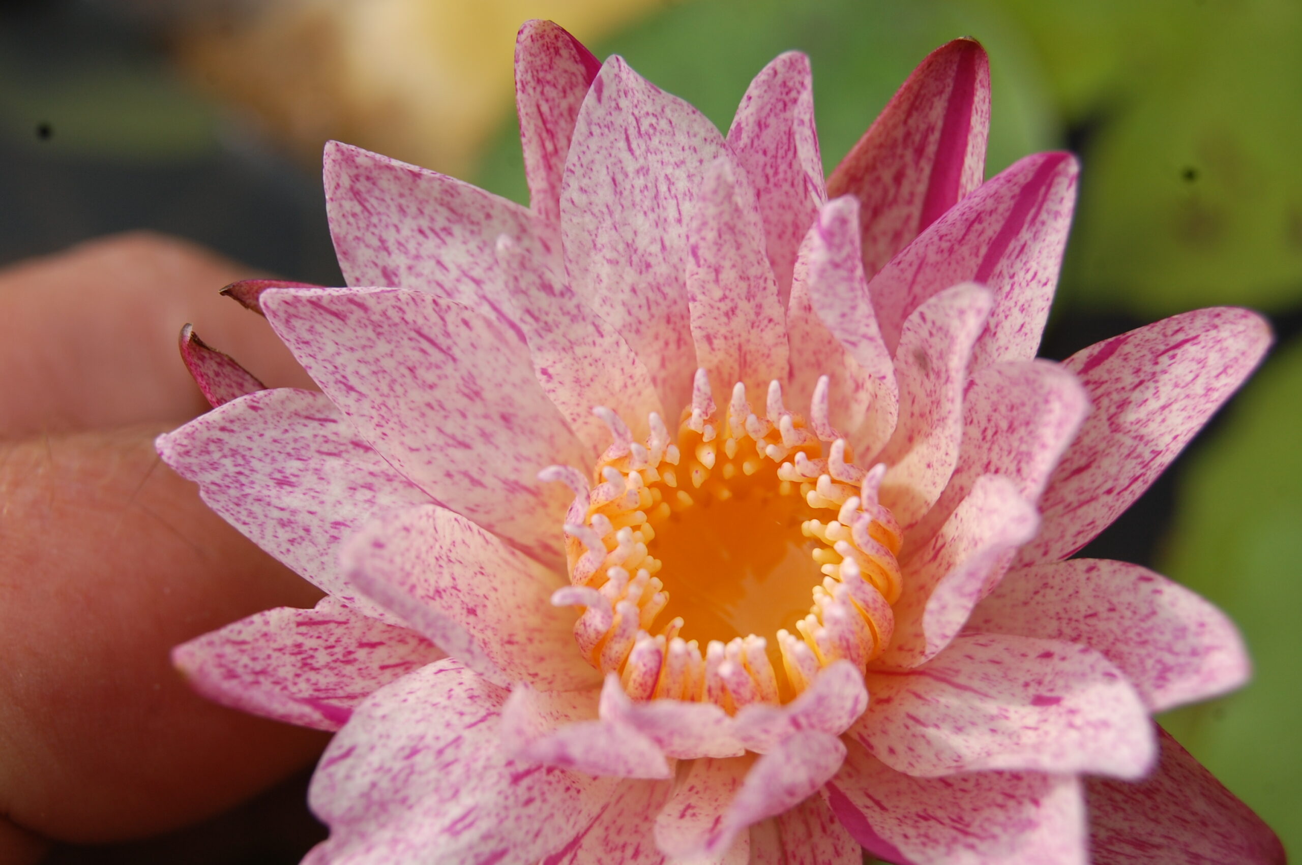 acheter nymphaea brachyceras nénuphar tropical Mathieu Désiré for sale buy on line (41)