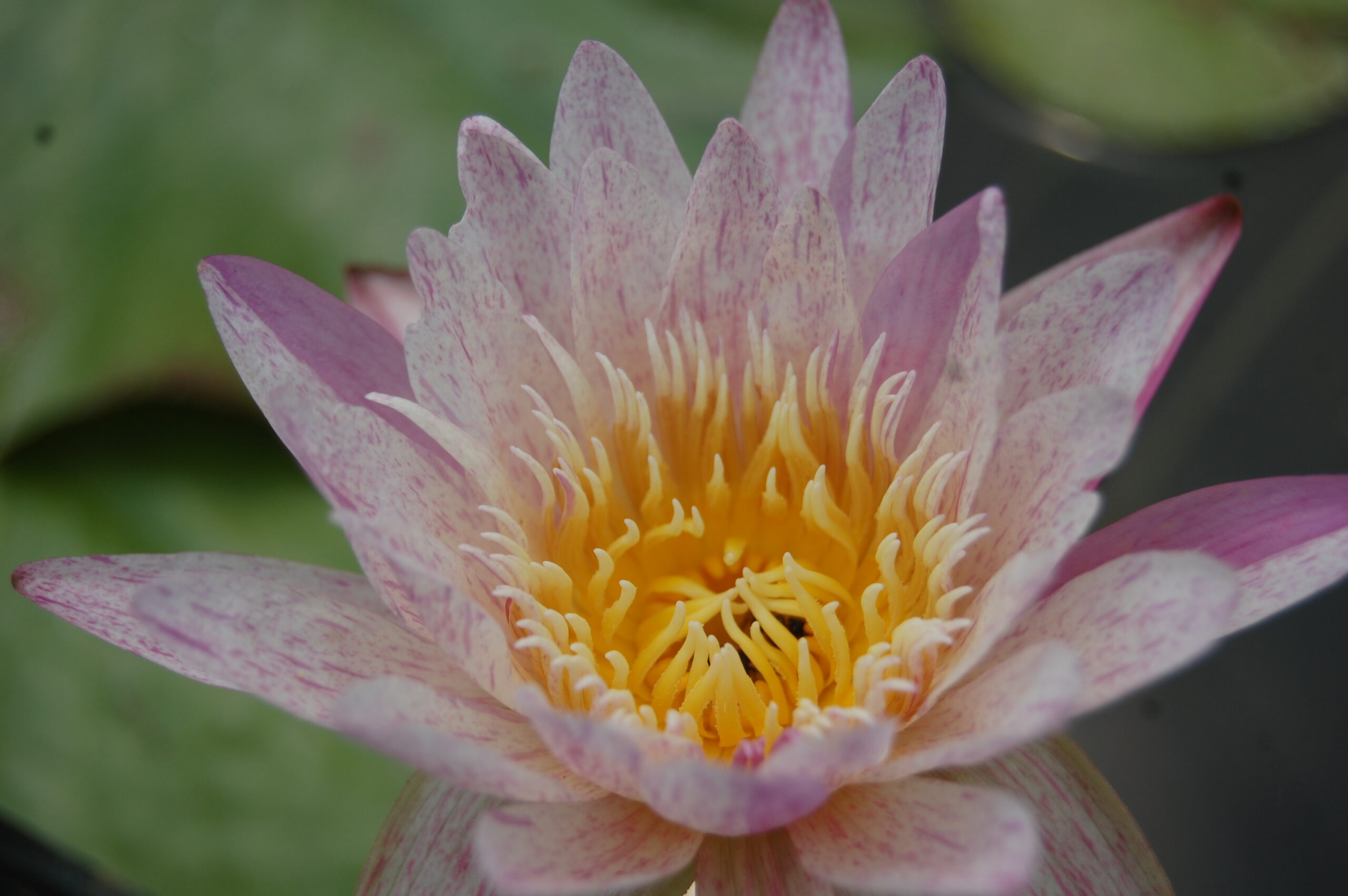 acheter nymphaea brachyceras nénuphar tropical Mathieu Désiré for sale buy on line (53)