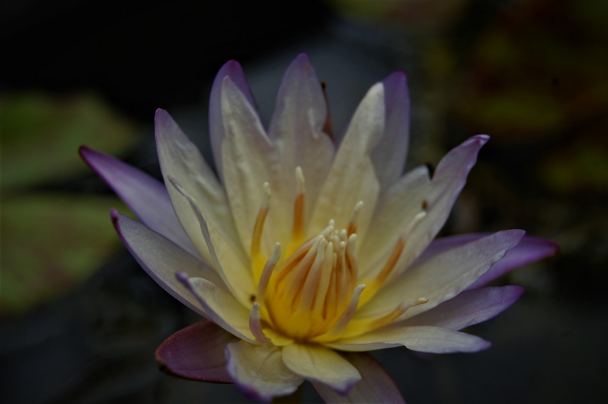 acheter nymphaea brachyceras nénuphar tropical N°5 for sale buy on line (105)