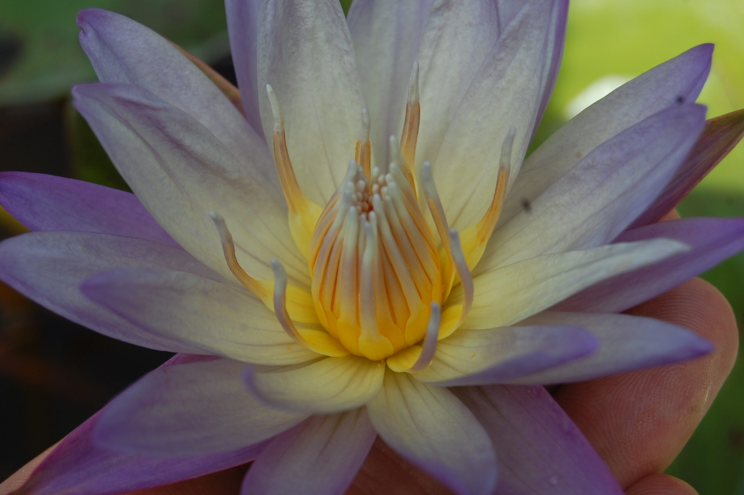 acheter nymphaea brachyceras nénuphar tropical N°5 for sale buy on line (11)
