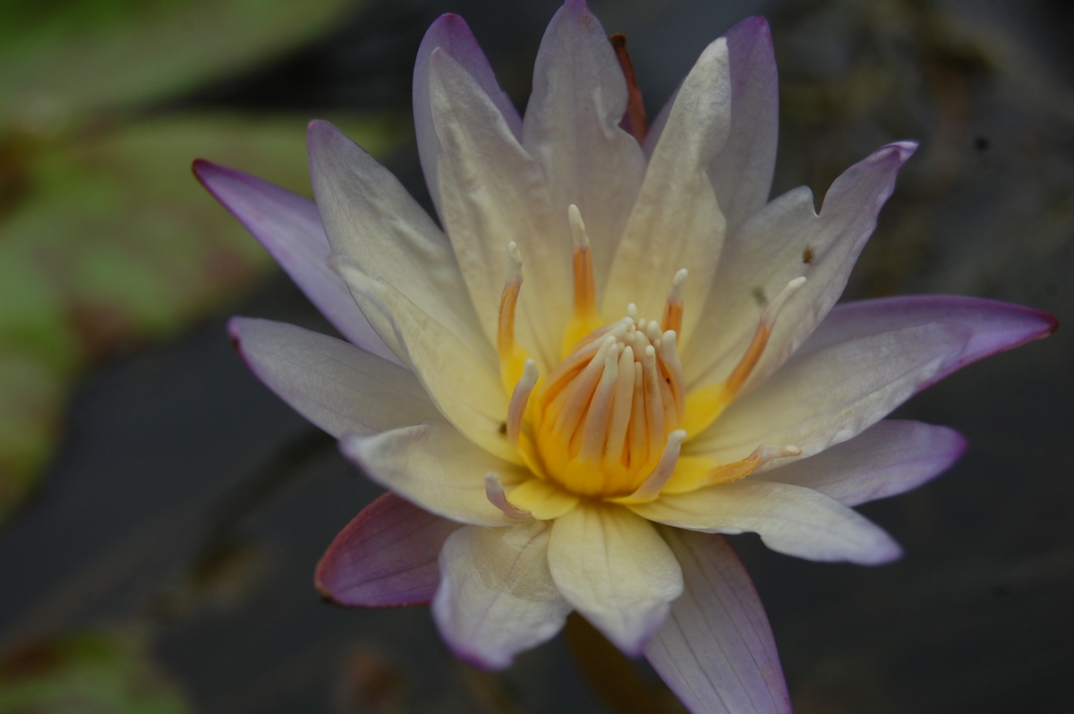 acheter nymphaea brachyceras nénuphar tropical N°5 for sale buy on line (118)