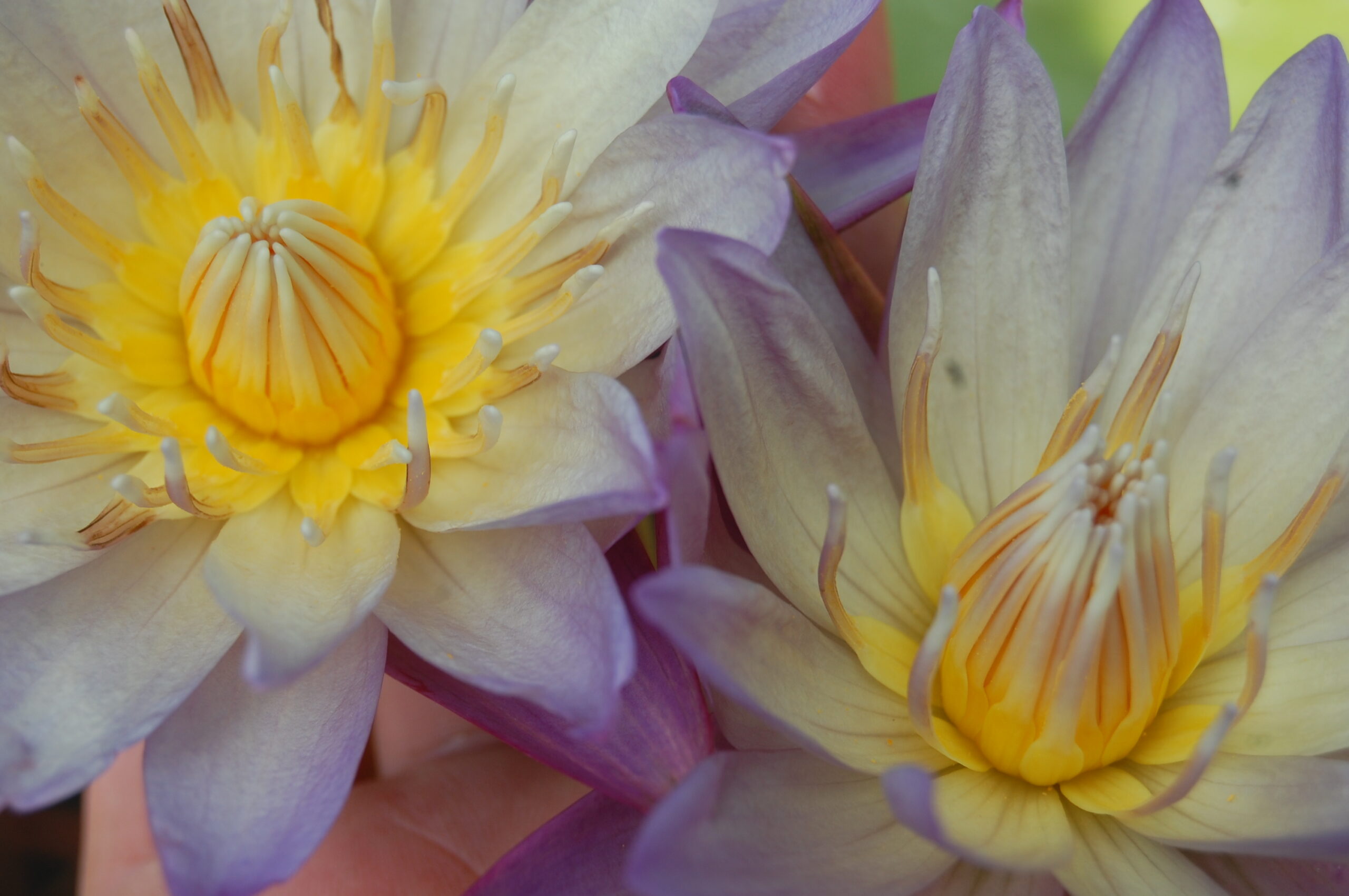 acheter nymphaea brachyceras nénuphar tropical N°5 for sale buy on line (12)