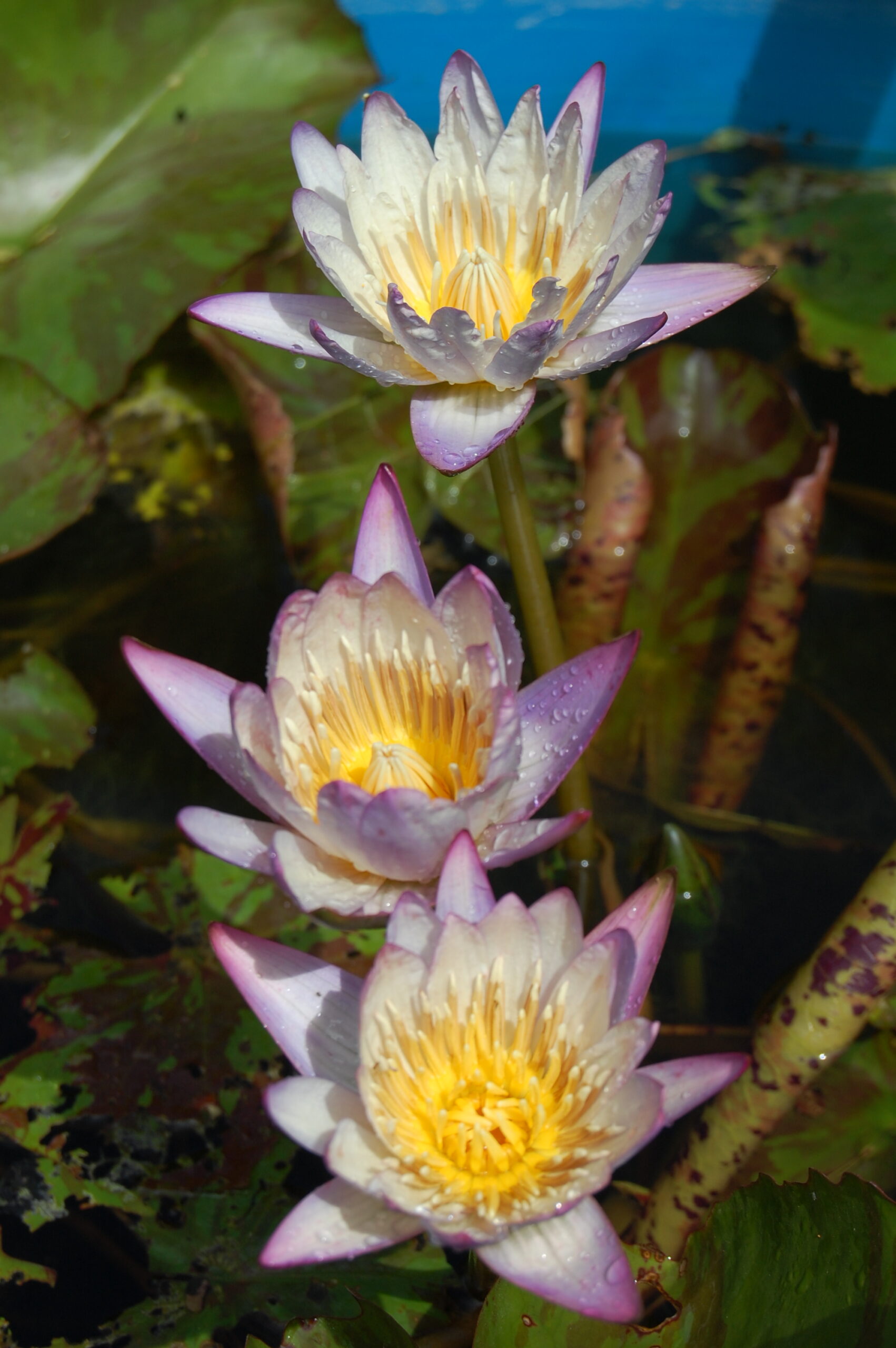 acheter nymphaea brachyceras nénuphar tropical N°5 for sale buy on line (13)