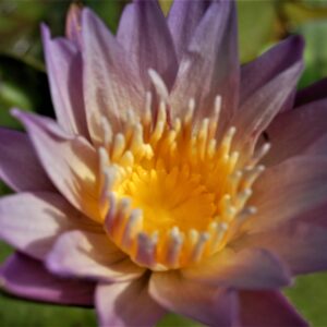 acheter nymphaea brachyceras nénuphar tropical N°5 for sale buy on line (16)