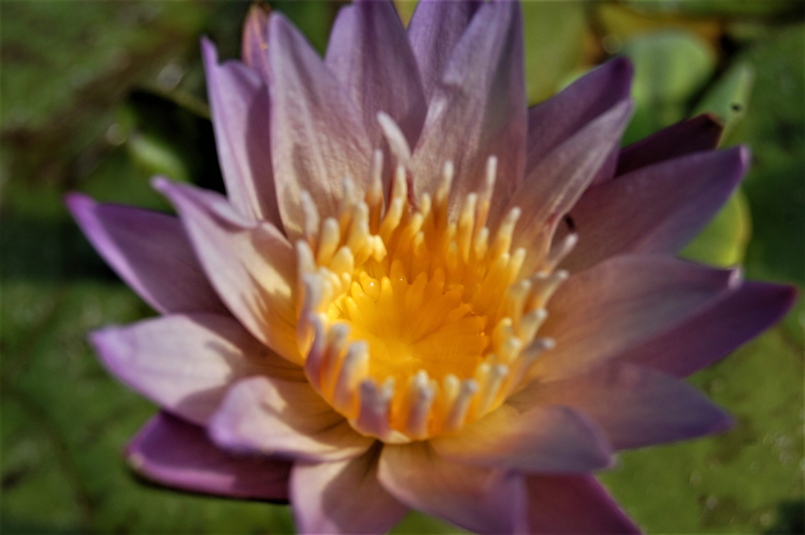 acheter nymphaea brachyceras nénuphar tropical N°5 for sale buy on line (16)