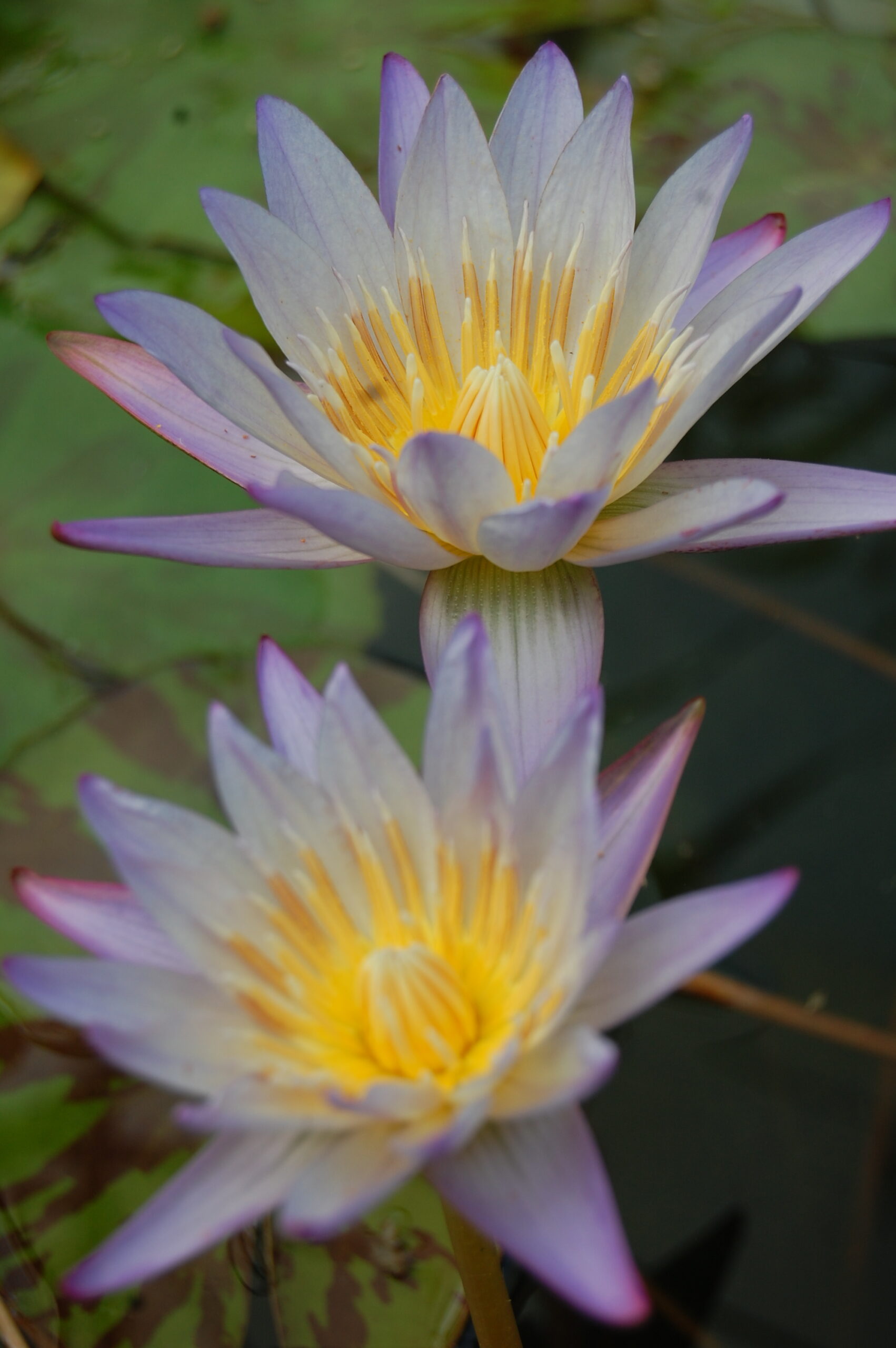 acheter nymphaea brachyceras nénuphar tropical N°5 for sale buy on line (23)