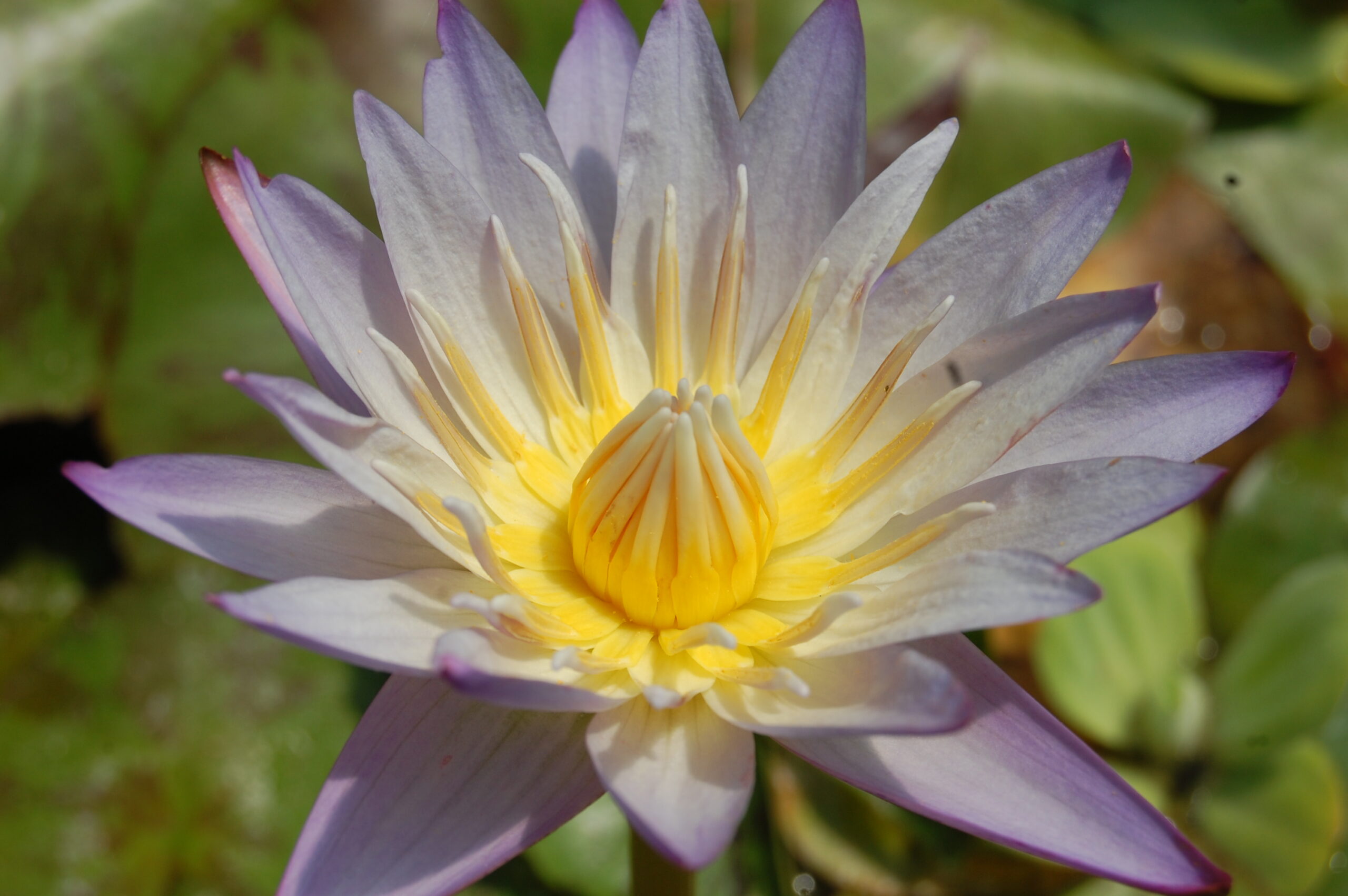 acheter nymphaea brachyceras nénuphar tropical N°5 for sale buy on line (28)