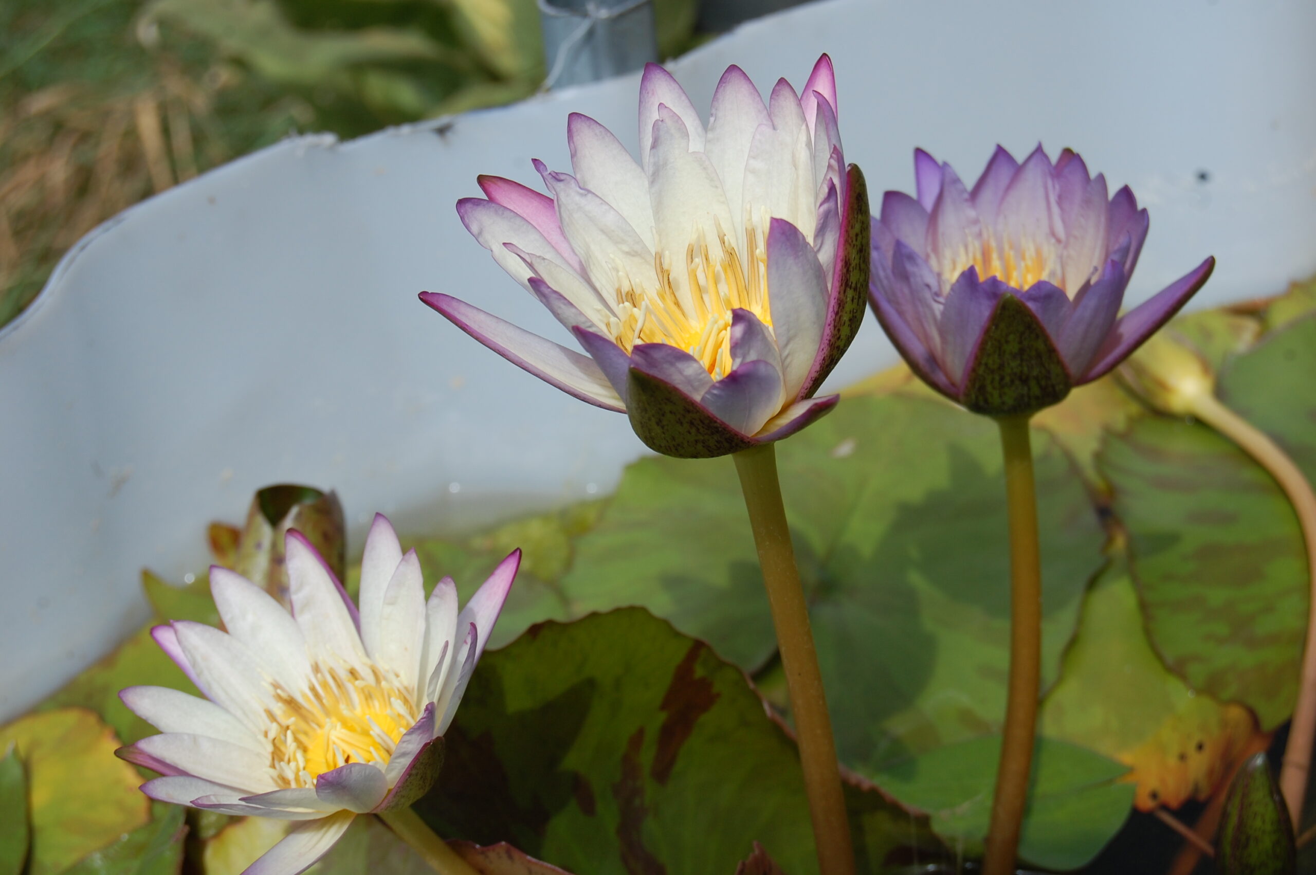 acheter nymphaea brachyceras nénuphar tropical N°5 for sale buy on line (4)