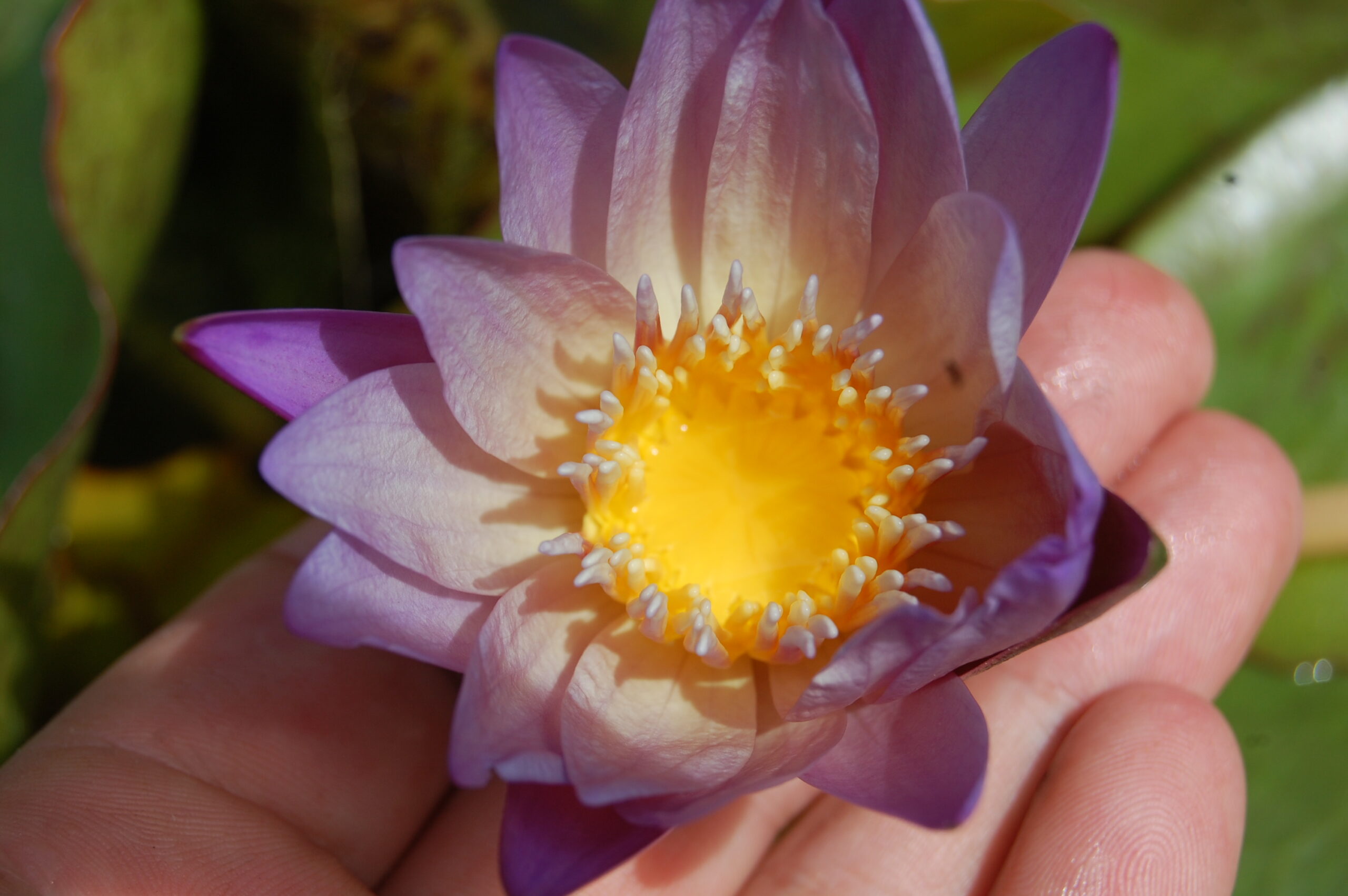 acheter nymphaea brachyceras nénuphar tropical N°5 for sale buy on line (8)