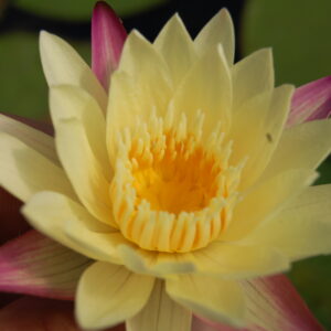 acheter nymphaea brachyceras nénuphar tropical Pierre fortune for sale buy on line (22)