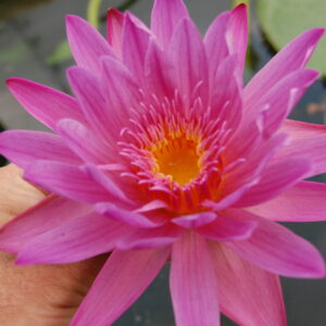 acheter nymphaea brachyceras nénuphar tropical Shirel for sale buy on line (14)