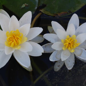 acheter nymphaea little daisy for sale buy on line (17)