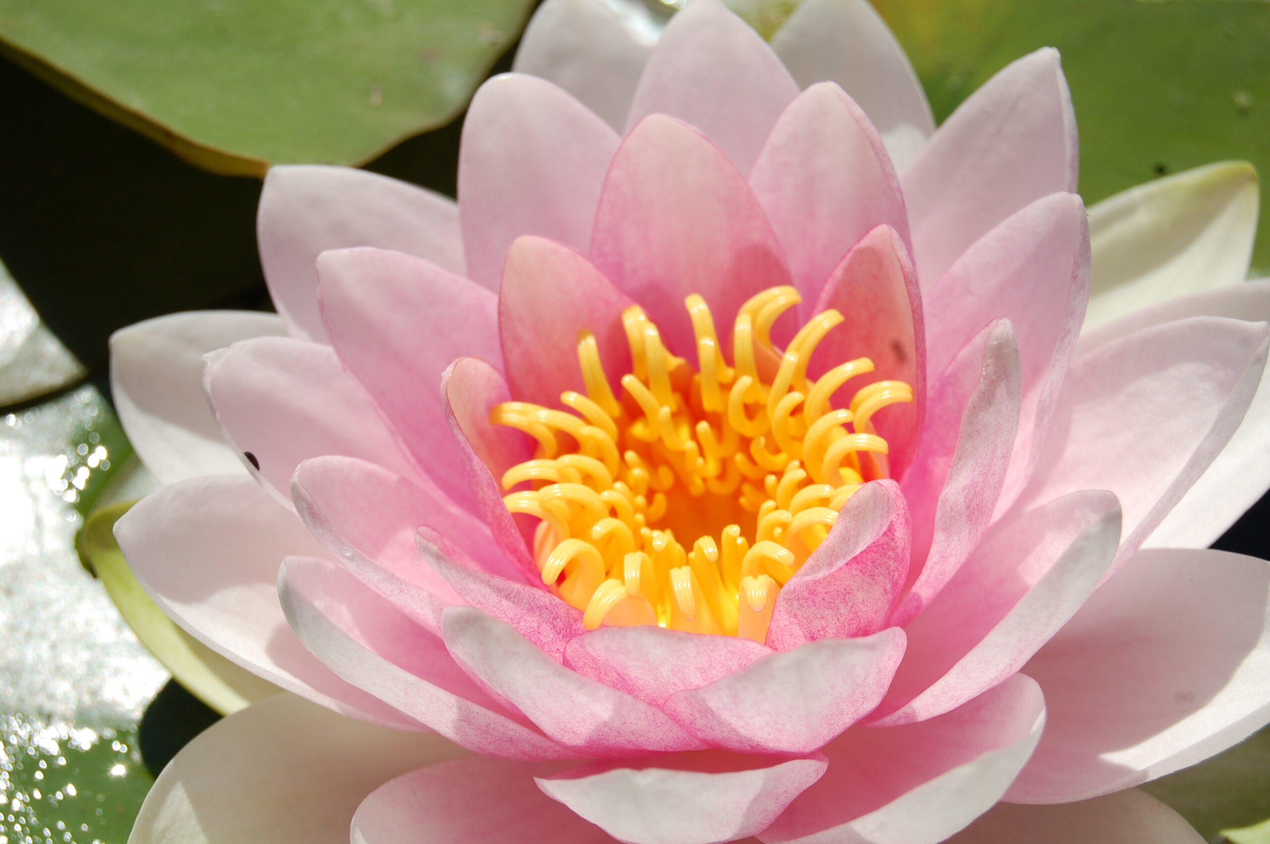 acheter nymphaea magdeleine for sale buy on line (1)