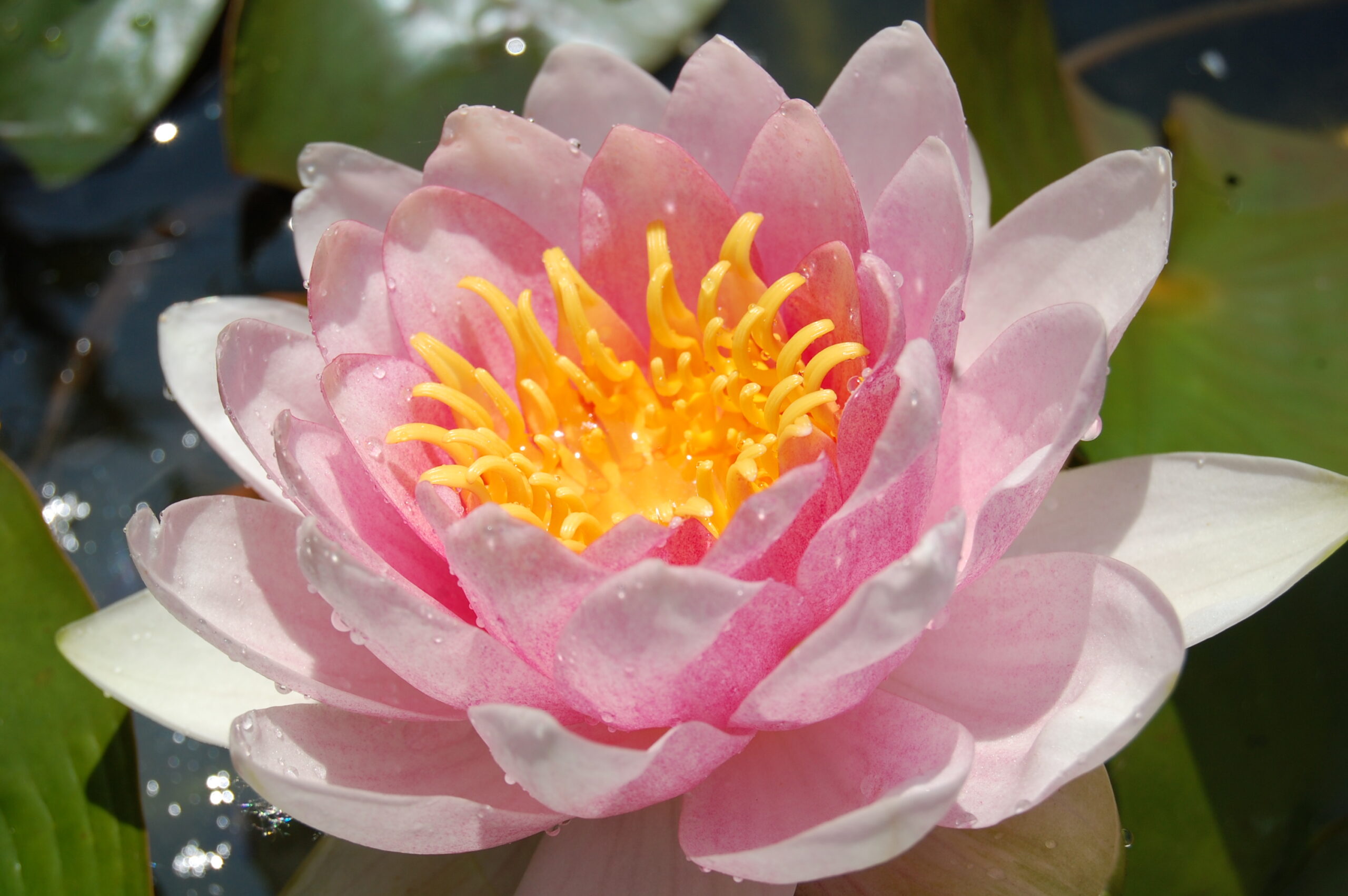 acheter nymphaea magdeleine for sale buy on line (100)