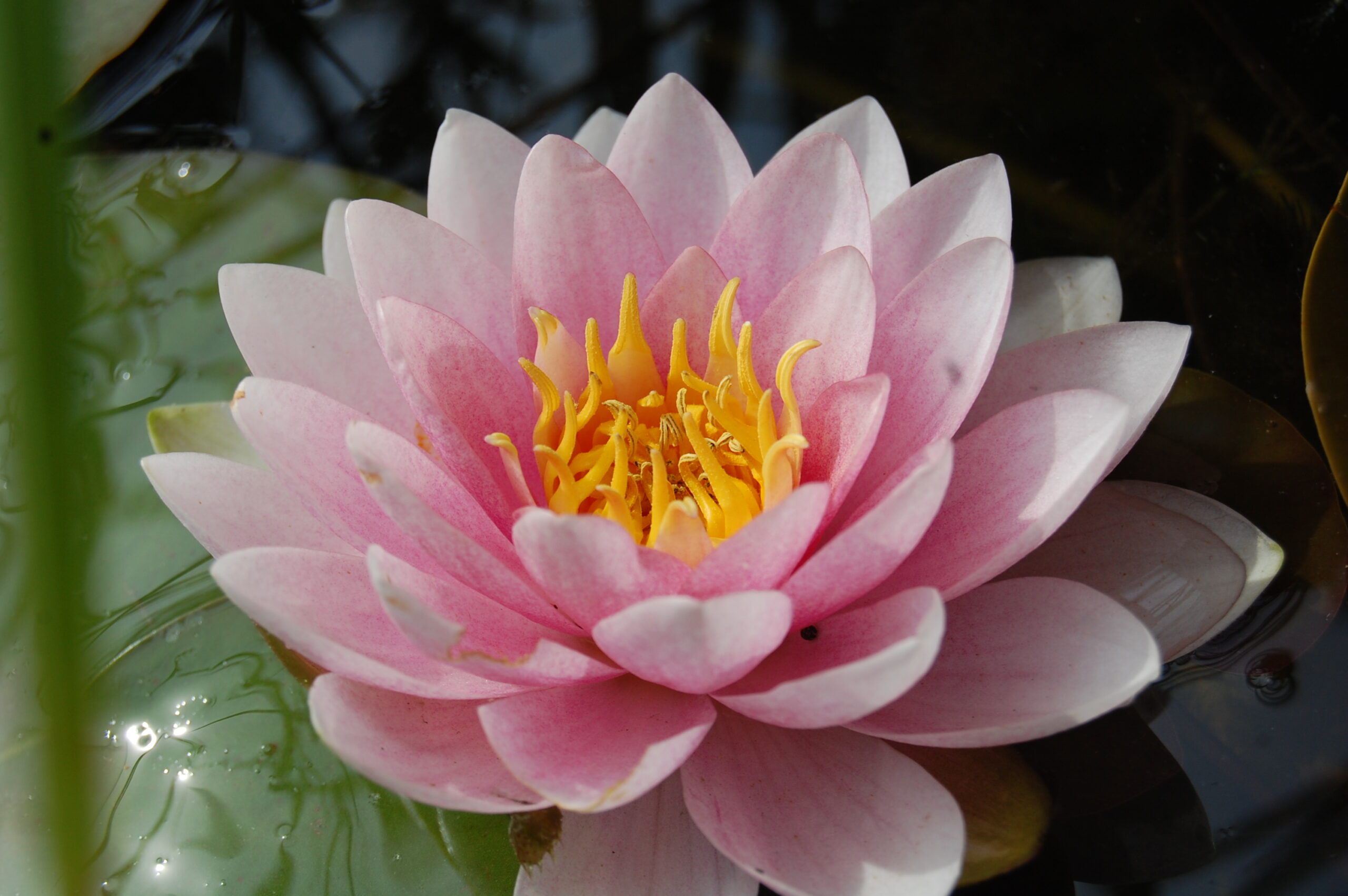 acheter nymphaea magdeleine for sale buy on line (16)
