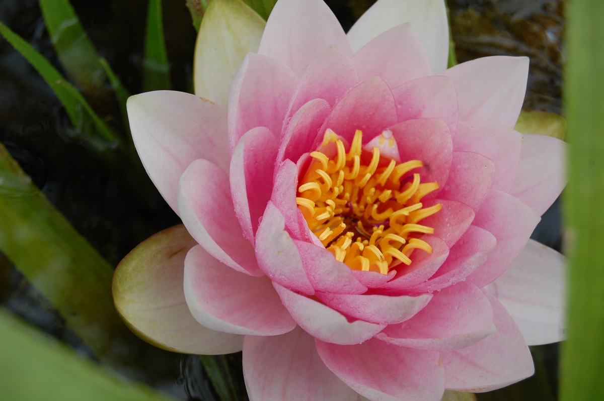 acheter nymphaea magdeleine for sale buy on line (17)
