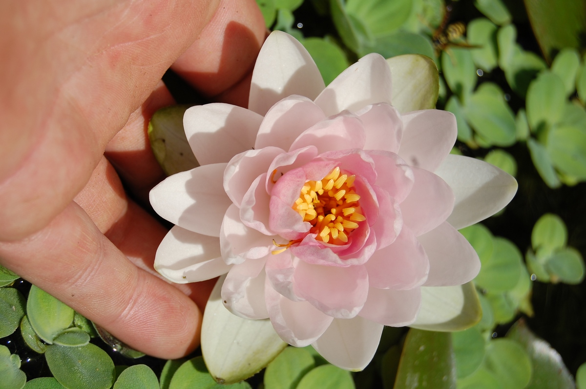 acheter nymphaea magdeleine for sale buy on line (30)