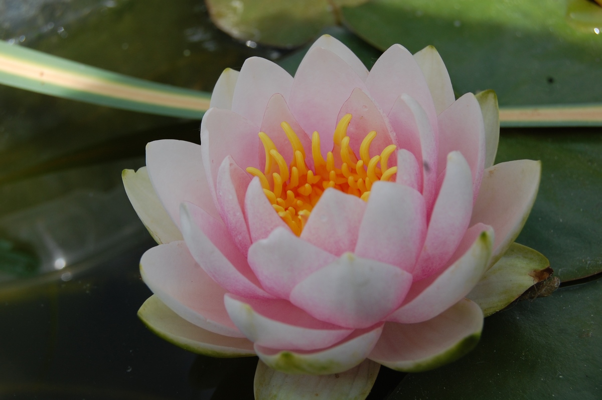 acheter nymphaea magdeleine for sale buy on line (52)