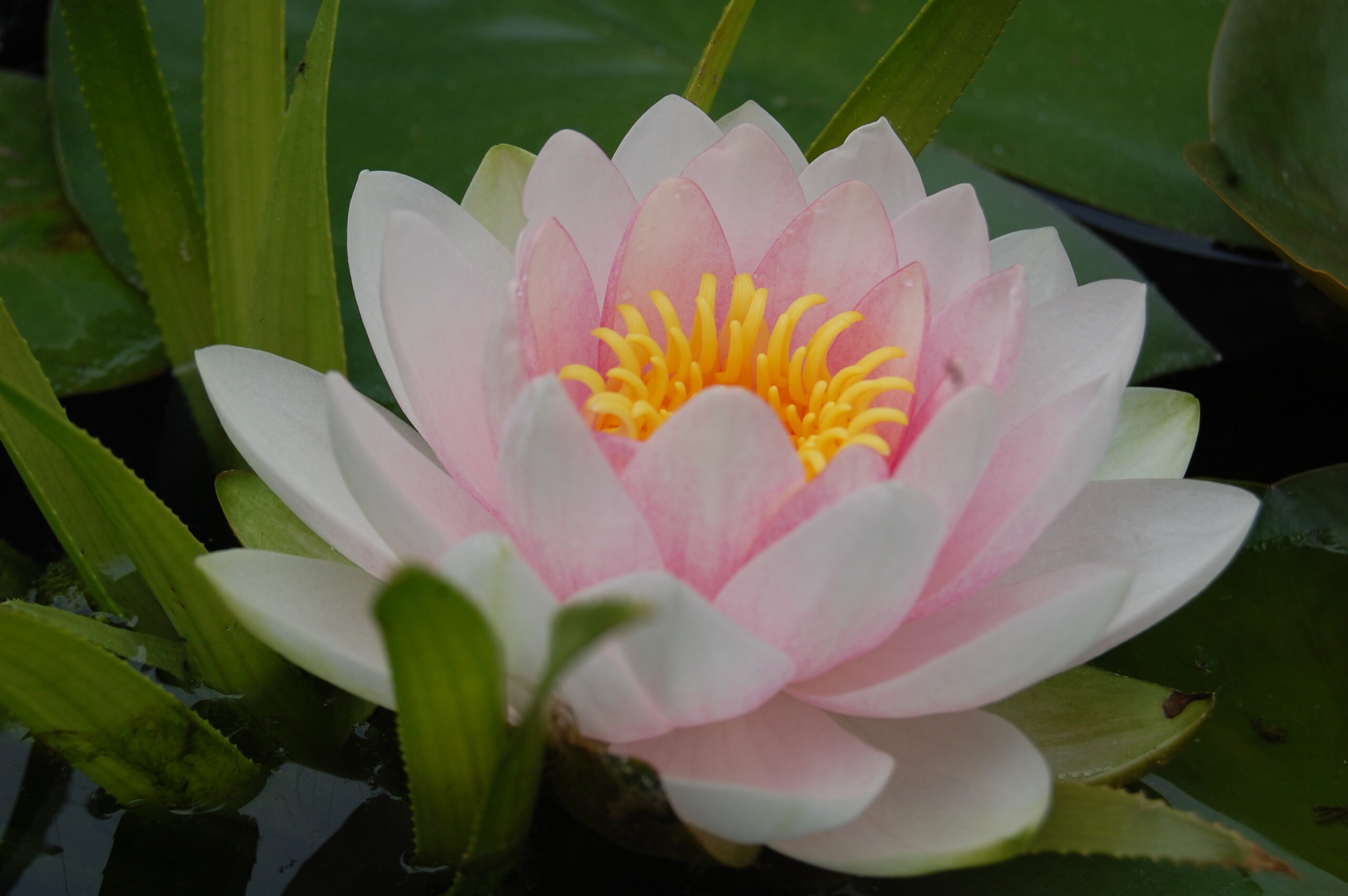acheter nymphaea magdeleine for sale buy on line (57)